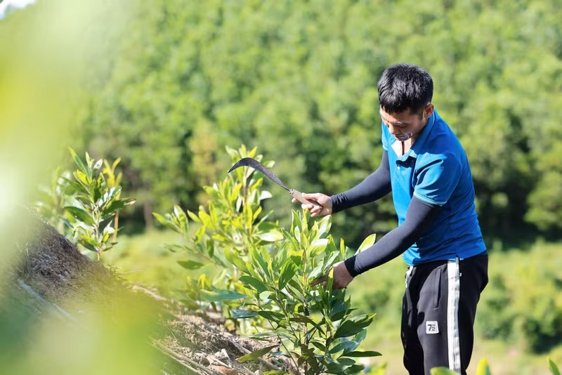 타인호아의 아카시아 조림지는 대량의 CO₂를 흡수해 온실가스 감축에 기여하고 있다.