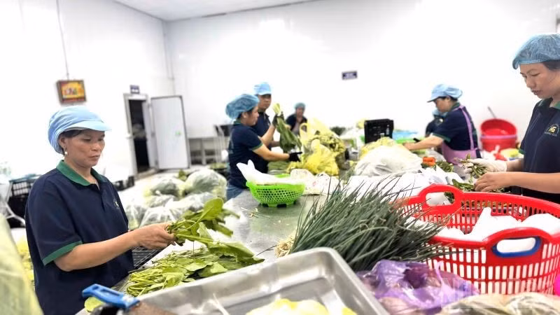 하노이의 청정 채소 생산 협동조합. (사진: NDO)