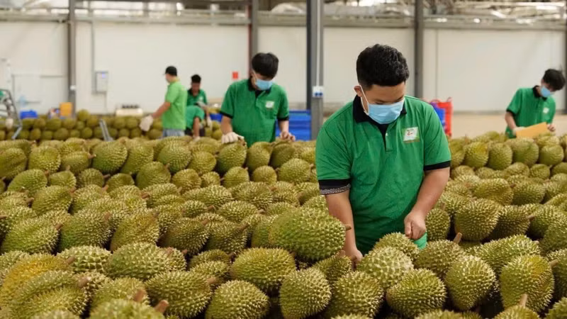 수출 전 두리안을 검사하는 찬투 그룹 직원들. (사진: 민 안)
