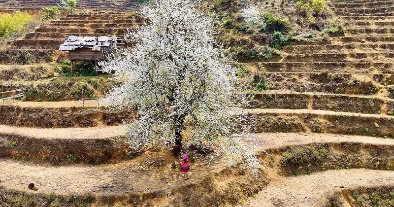 고대 산트라(야생 사과) 나무들이 동화 속 한 장면처럼 만개했다. (사진: 부이 시)