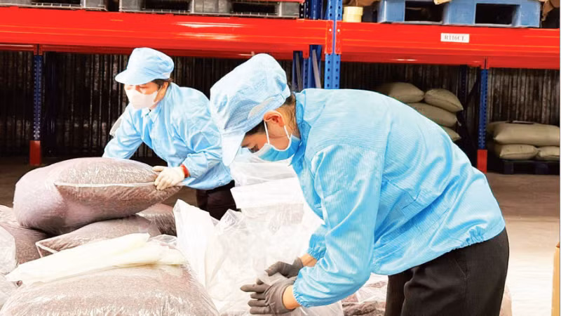 Simexco DakLak에서 스페셜티 커피 껍질(카스카라 차) 수출을 위해 포장하는 모습. (사진: 민 안)