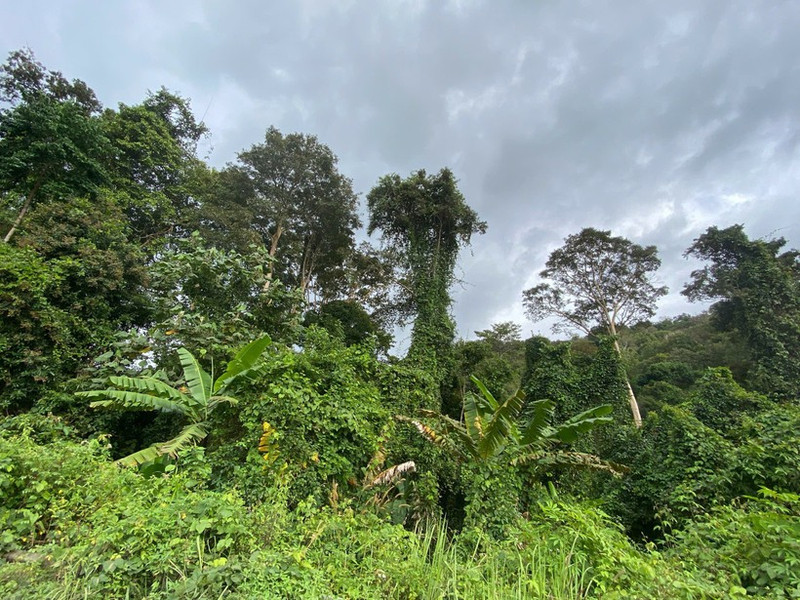 산림은 넷제로(탄소중립) 달성 전략에서 중요한 역할을 하고 있다.