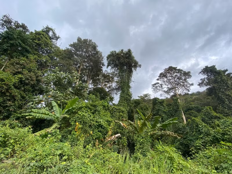산림은 넷제로(탄소중립) 달성 전략에서 중요한 역할을 하고 있다.