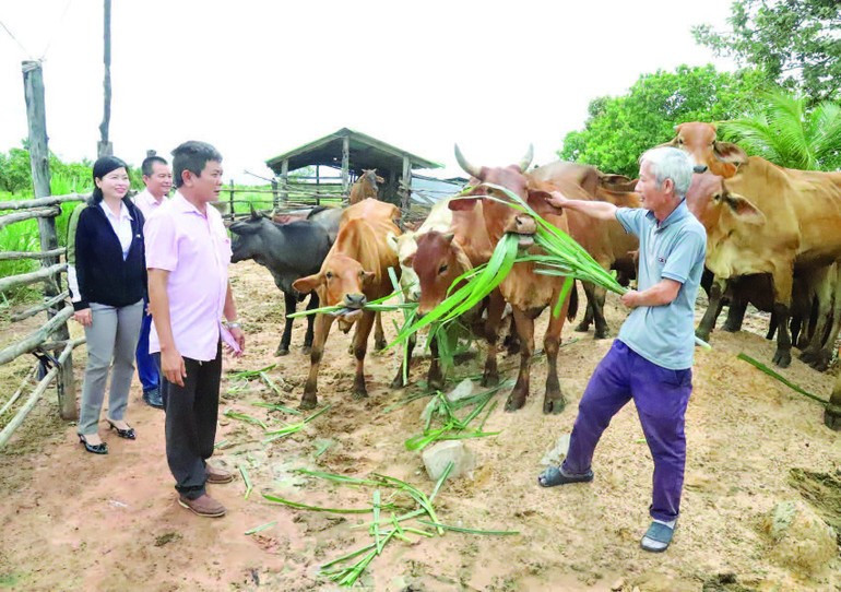 닥락성 이아롭 국경 코뮌에서 정책 신용 대출로 지원받는 축산 모델. (사진: 호아이 바오)