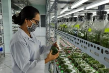 호찌민시 첨단농업지구에 위치한 난초 조직배양 실험실.