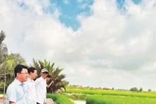 까마우성 닌탄로이 면 지역의 많은 가구들이 도입한 ST25 쌀-새우 복합 양식 모델이 높은 효율성을 보이고 있다.