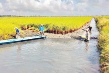 까마우성 푸억롱 지역에서 시행 중인 새우 양식과 벼 재배 결합 모델이 높은 경제적 효과와 지속 가능한 성과를 거두고 있다. (사진: NDO)