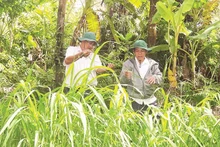 룽응옥호앙 자연보호구역 산하 과학•습지보전부 소속 직원들이 야생 벼의 생장 상태를 점검하고 있다. (사진: NDO)