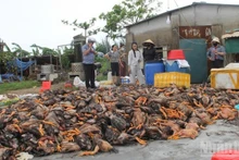 응에안성에서는 홍수로 인해 가금류 약 40만 마리가 폐사했다. (사진: NDO)