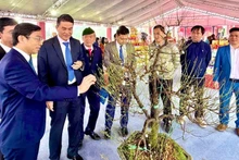 수이하이 동 안화 공예마을의 흰 살구꽃이 전시회에서 소개되고 있다. (사진: NDO)