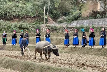 팟웅(Pat Oong) 의식은 조상들에게 새로운 농사철에 들어갈 수 있도록 허락을 구하고, 좋은 날씨와 풍성한 수확을 기원하는 데 목적이 있다.