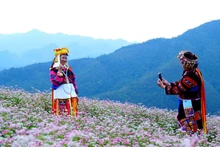 29일 개막하는 메밀꽃 축제.