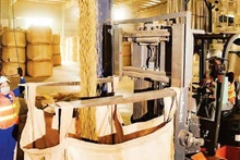 Simexco DakLak사의 커피 생산 현장. (사진: 민 안)