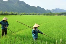 농촌 노동자들에 대한 직업교육의 전면적 개혁 및 질적 개선 프로그램이 승인, 본격 시행된다. 이번 프로그램은 2030년까지 150만명을 교육해 도농격차 해소와 산업구조 전환 등에 기여하는 것을 목표로 하고 있다. (자료 사진)