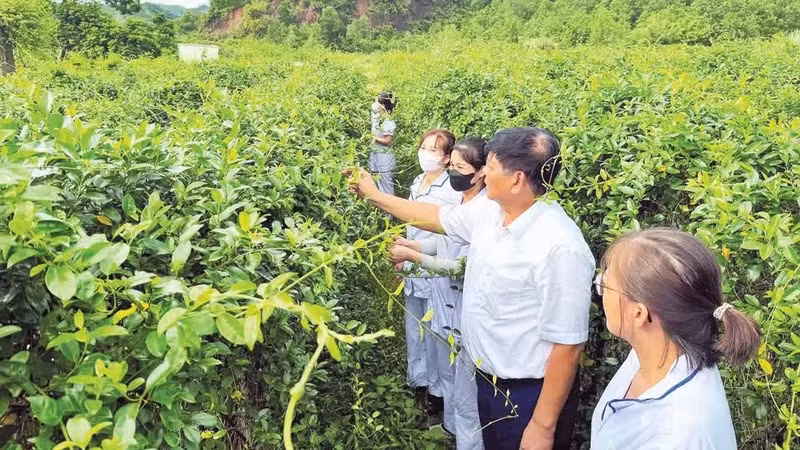 동박약초회사(꽝닌) 소속 약사와 직원들이 긴네마 실베스트레(Gymnema sylvestre) 식물의 품질을 점검하고 있다. (사진: THANH MAI)