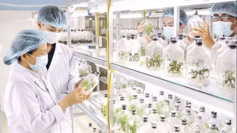 다낭 생명공학센터에서 조직 배양 연구를 하는 학생들. (사진: 빈 꽁)