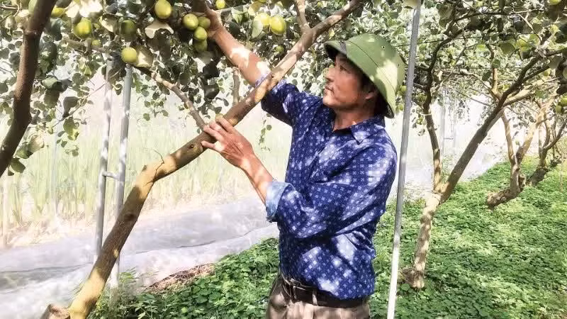 다맛 06 사과 품종을 VietGAP 기준에 따라 재배해 많은 수확을 거두고 있는 닌빈성 리난 면 주민.