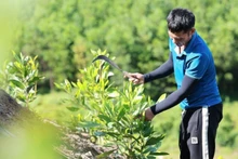 이산화탄소(CO₂)를 흡수해 온실가스 배출 저감에 기여하고 있는 타인호아성 아카시아 조림 모델. (사진: VNA)