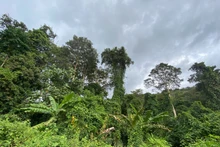 산림은 넷제로(탄소중립) 달성 전략에서 중요한 역할을 하고 있다.