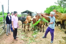 닥락성 이아롭 국경 코뮌에서 정책 신용 대출로 지원받는 축산 모델. (사진: 호아이 바오)