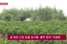 설 앞둔 닌빈 금귤 농가들, 출하 준비 '구슬땀'