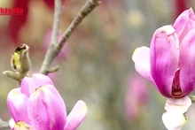 [영상] 설 명절 앞두고 들썩이는 하노이 꽃시장 