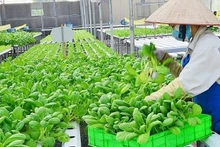 [영상] 하노이, 농산물 수출 20억 달러 달성…지속가능 발전 토대 마련