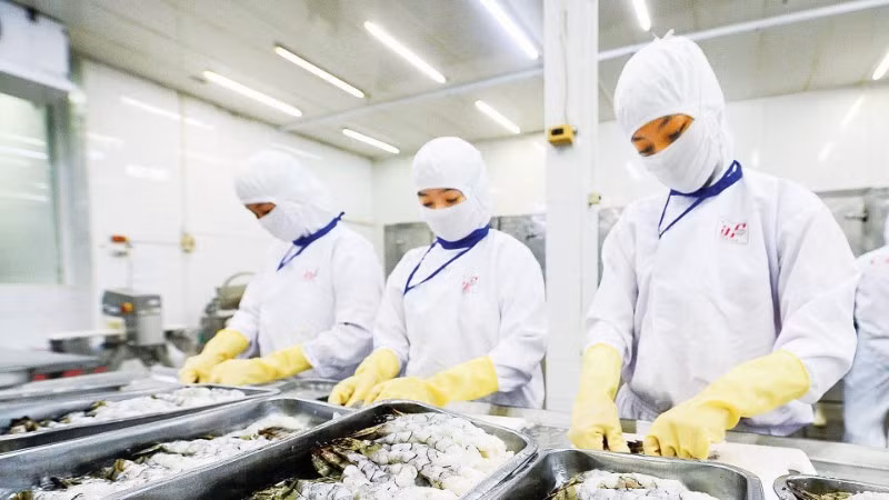 껀터의 한 기업에서 수출용 해산물을 가공하고 있다. (사진: 안 민)