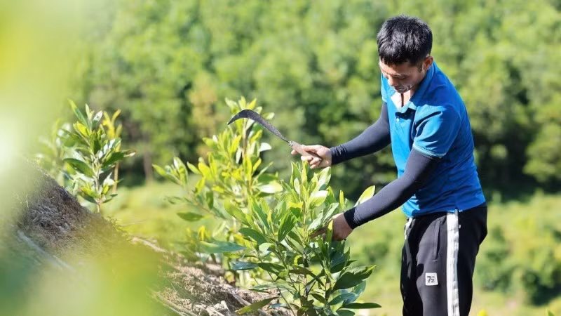 이산화탄소(CO₂)를 흡수해 온실가스 배출 저감에 기여하고 있는 타인호아성 아카시아 조림 모델. (사진: VNA)