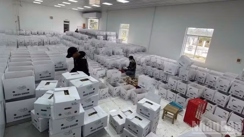 지난 5개월 동안 매달 평균 2만8,500개의 기업이 새로 설립되거나 영업을 재개한 것으로 나타났다. (사진: HNV)