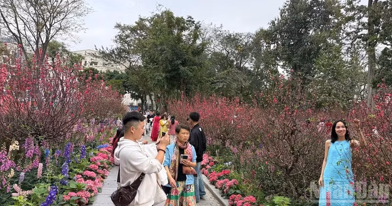 방문객들이 호안끼엠 호수에서 복숭아꽃과 함께 사진을 찍고 있다.