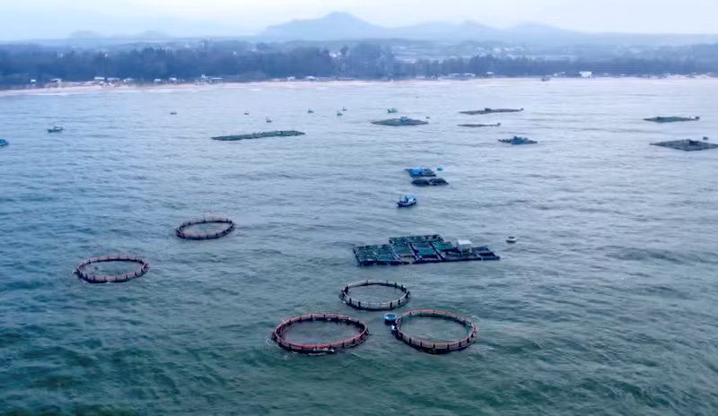 리엔흐엉 면에서는 여러 곳에 HDPE 가두리 기반의 해상 양식장이 조성되고 있다.